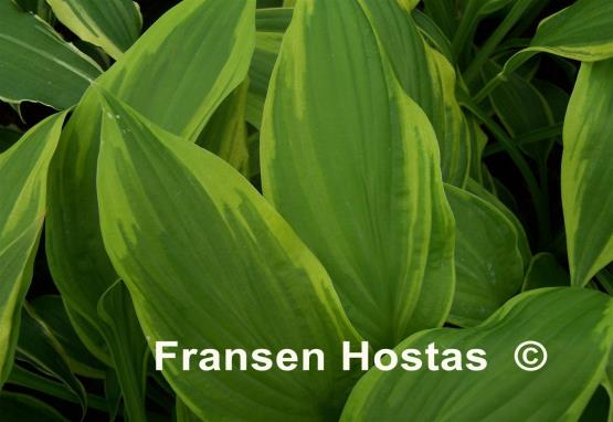 Hosta Prairie Dawn